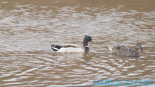 Canard colvert